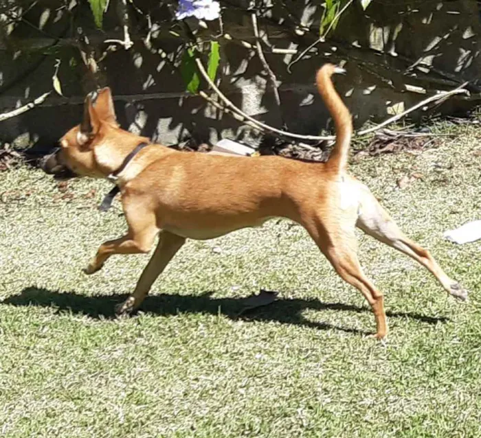 Cachorro ra a SRD idade 1 ano nome Suri