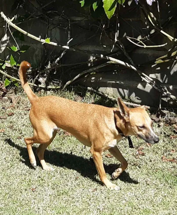 Cachorro ra a SRD idade 1 ano nome Suri