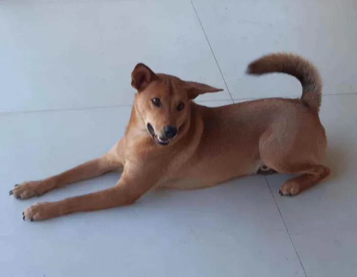 Cachorro raça SRD  idade 1 ano nome Lobinho