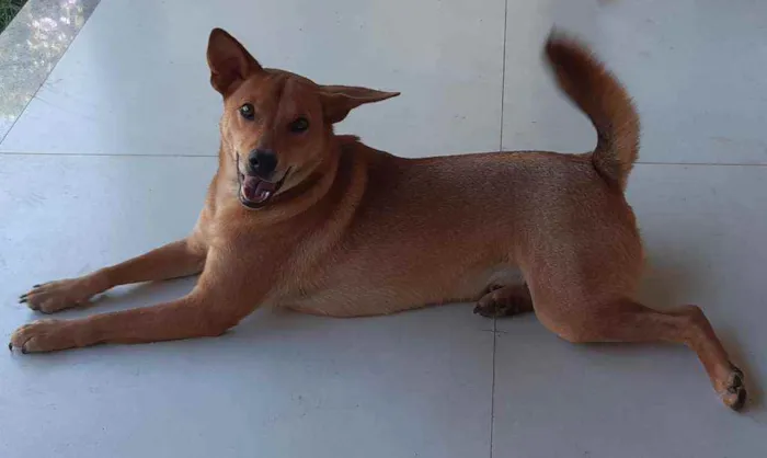 Cachorro raça SRD  idade 1 ano nome Lobinho