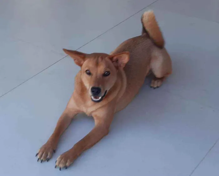 Cachorro raça SRD  idade 1 ano nome Lobinho