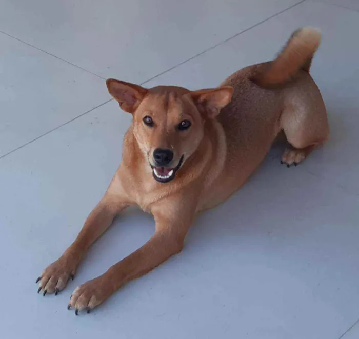 Cachorro raça SRD  idade 1 ano nome Lobinho