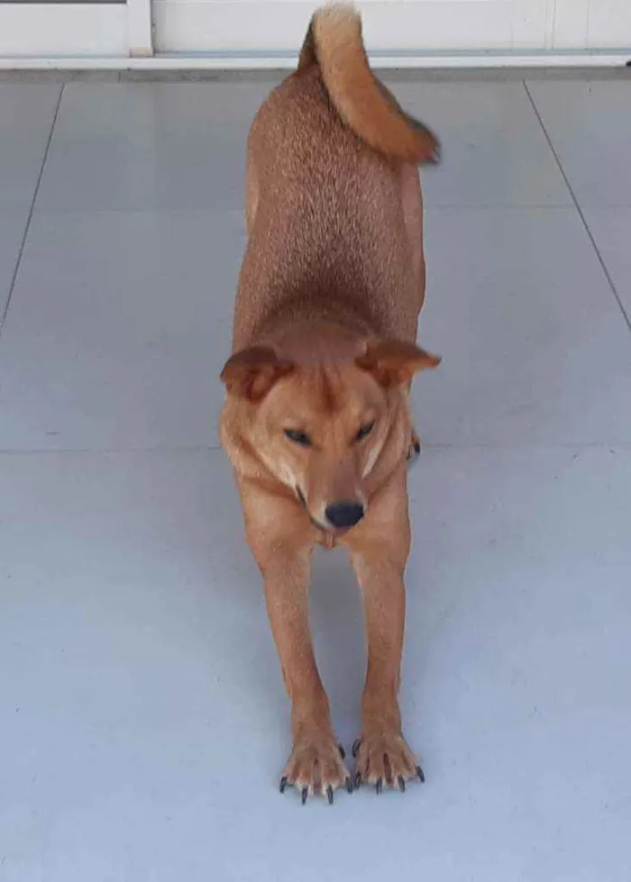 Cachorro raça SRD  idade 1 ano nome Lobinho
