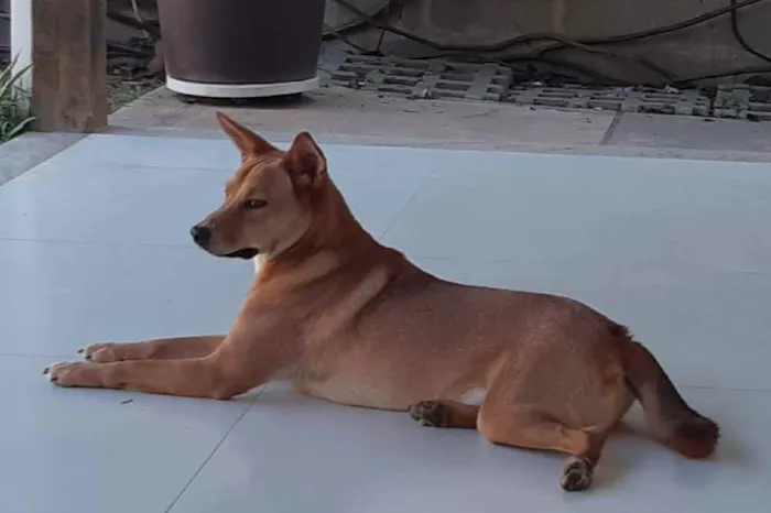 Cachorro raça SRD  idade 1 ano nome Lobinho
