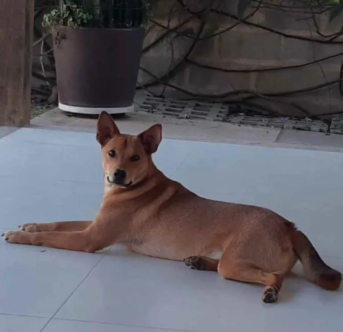 Cachorro raça SRD  idade 1 ano nome Lobinho
