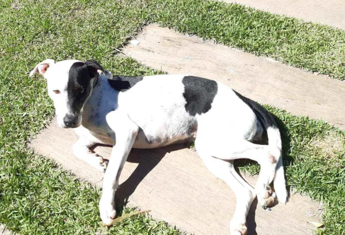 Cachorro raça SRD  idade 3 anos nome Lady Treme Treme 