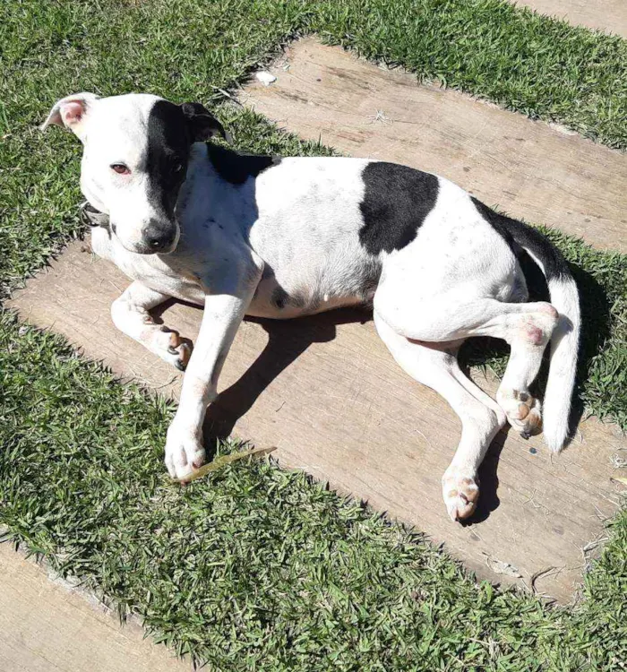 Cachorro raça SRD  idade 3 anos nome Lady Treme Treme 