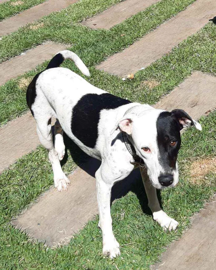 Cachorro raça SRD  idade 3 anos nome Lady Treme Treme 