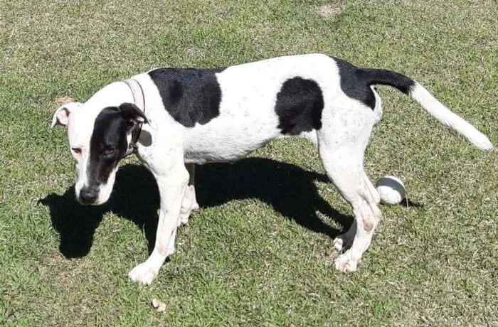 Cachorro raça SRD  idade 3 anos nome Lady Treme Treme 