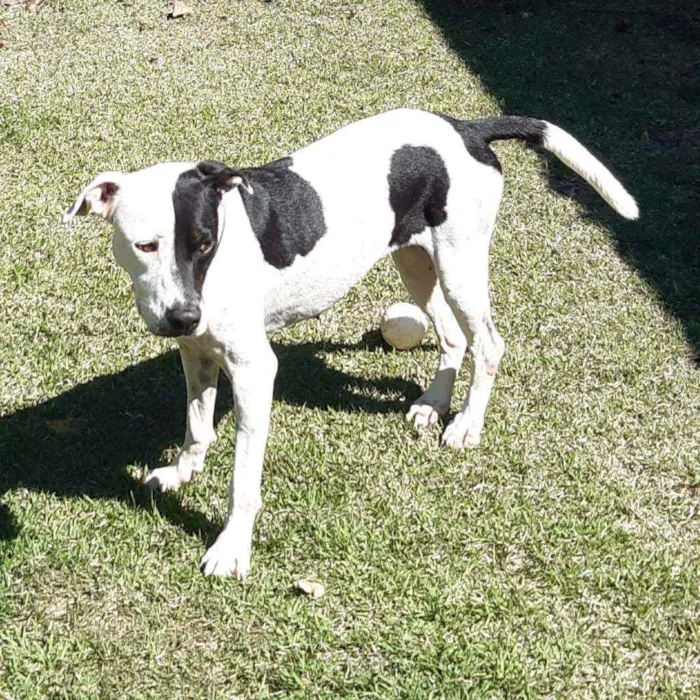 Cachorro raça SRD  idade 3 anos nome Lady Treme Treme 