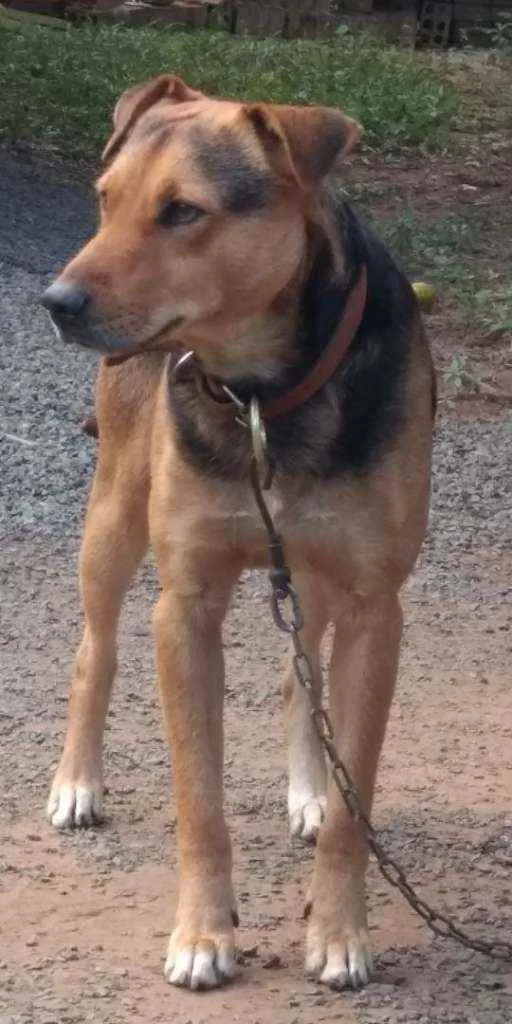 Cachorro ra a Mistura  idade 2 anos nome Dog