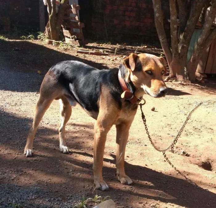 Cachorro ra a Mistura  idade 2 anos nome Dog