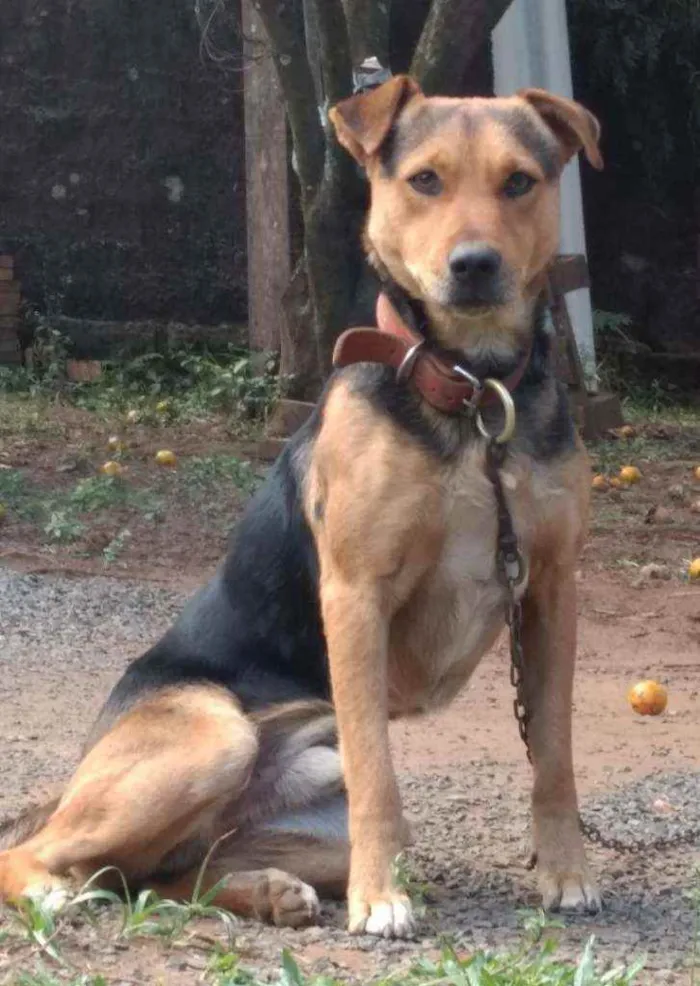 Cachorro ra a Mistura  idade 2 anos nome Dog