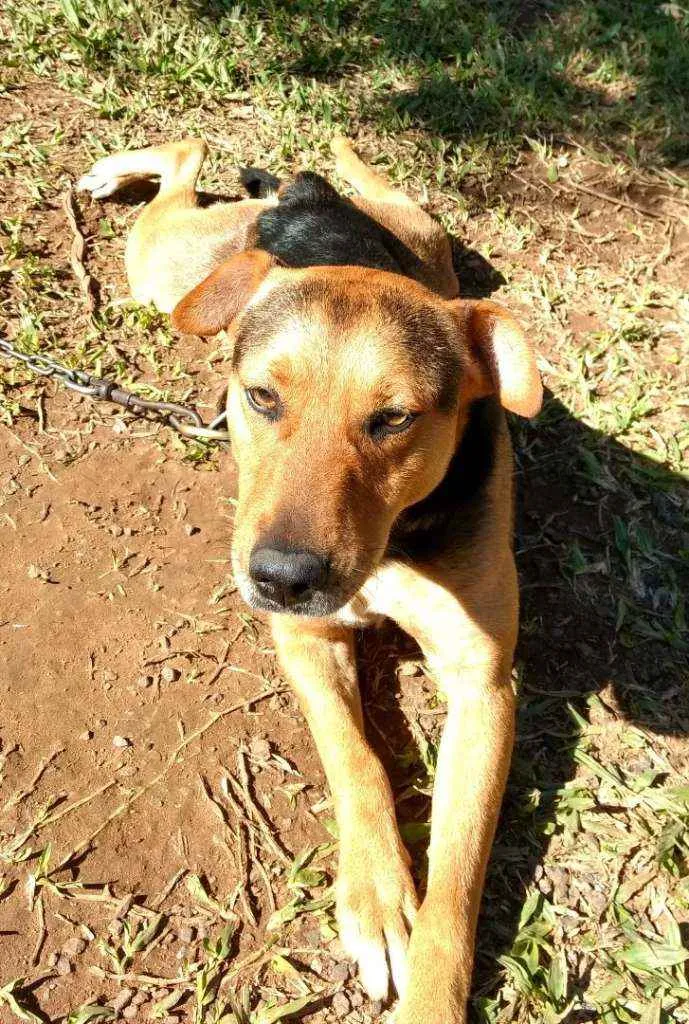 Cachorro ra a Mistura  idade 2 anos nome Dog