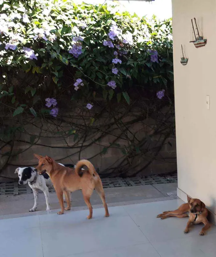 Cachorro raça SRD  idade 3 anos nome Lady Treme Treme 