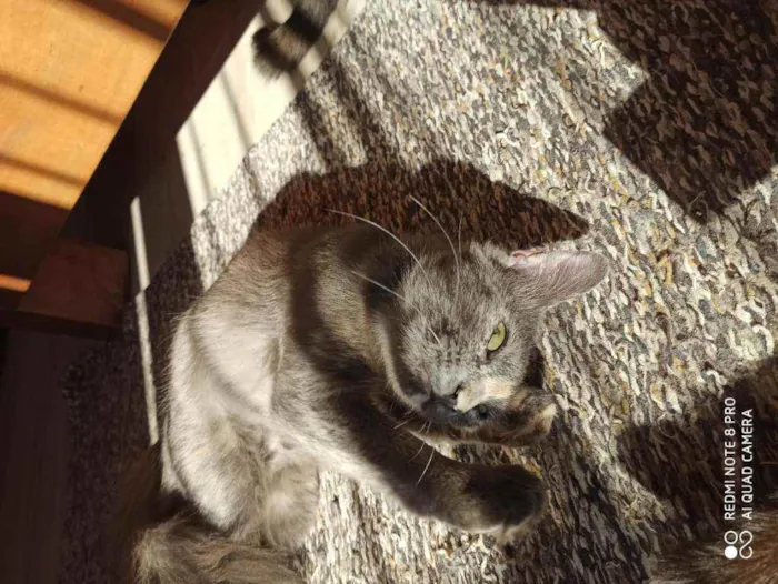 Gato ra a Srd idade 7 a 11 meses nome Jade