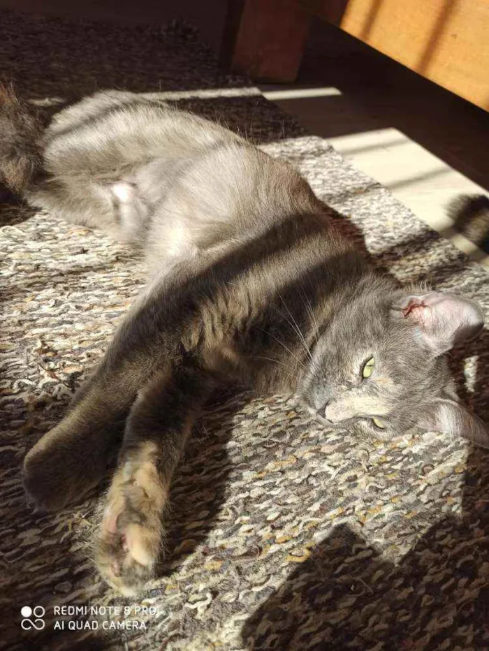 Gato ra a Srd idade 7 a 11 meses nome Jade