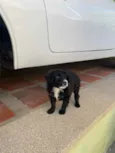 Bebês 