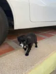 Bebês 