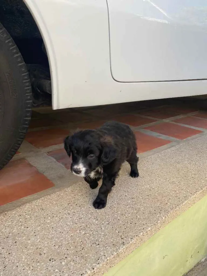 Cachorro ra a Sem raça definida  idade Abaixo de 2 meses nome Bebês 