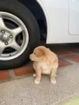 Bebês 