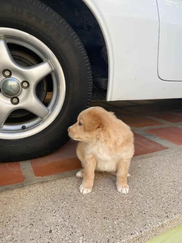 Cachorro ra a Sem raça definida  idade Abaixo de 2 meses nome Bebês 