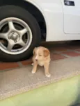 Bebês 