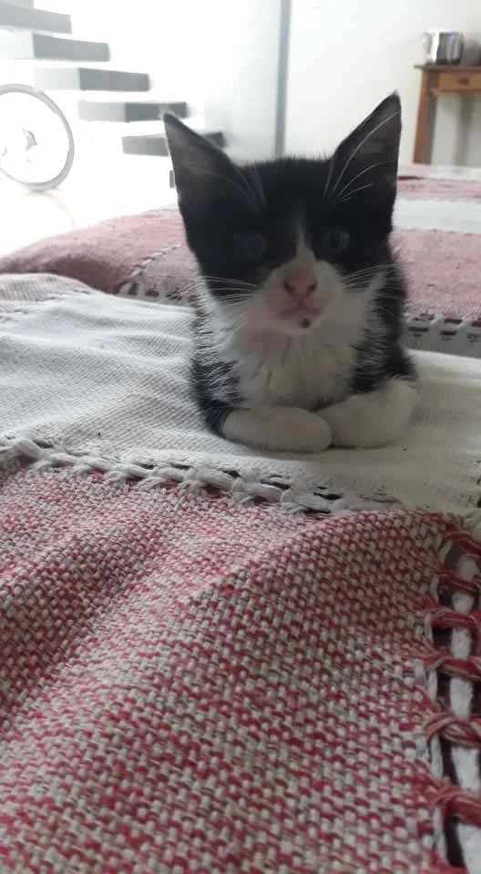 Gato ra a  idade 2 a 6 meses nome Não sei 