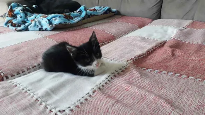 Gato ra a  idade 2 a 6 meses nome Não sei 