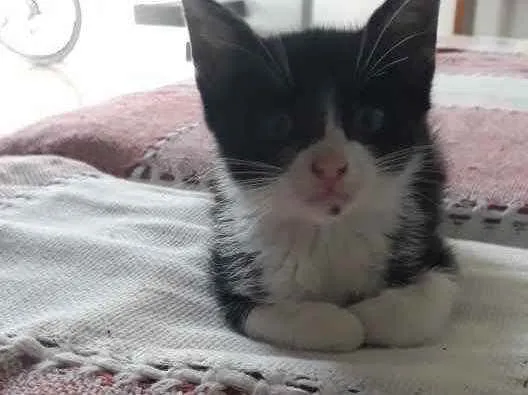 Gato ra a  idade 2 a 6 meses nome Não sei 