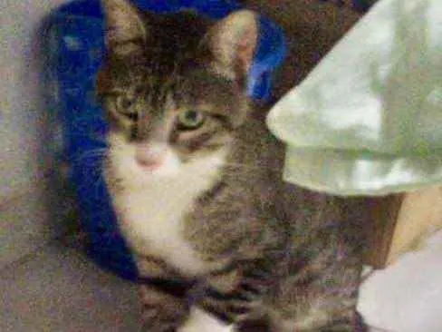 Gato ra a SRD idade 1 ano nome Charlie 
