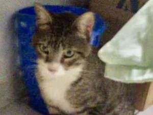 Gato raça SRD idade 1 ano nome Charlie 
