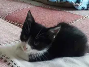 Gato raça  idade 2 a 6 meses nome Não sei 