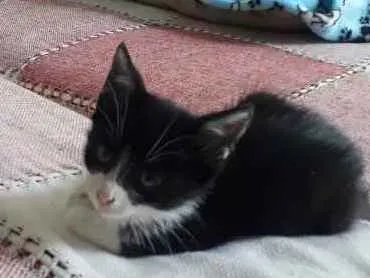 Gato ra a  idade 2 a 6 meses nome Não sei 