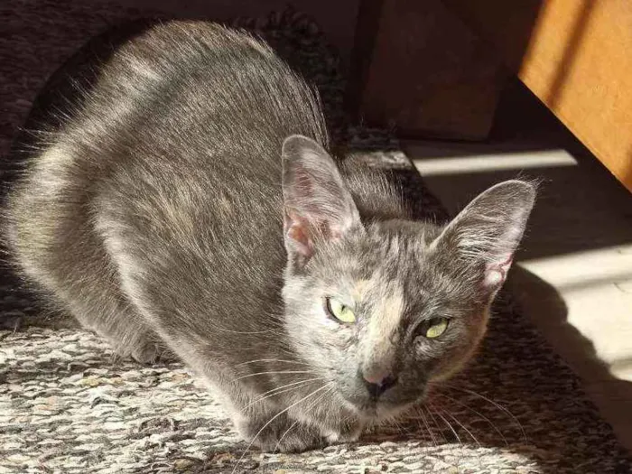 Gato ra a Srd idade 7 a 11 meses nome Jade