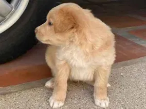 Cachorro raça Sem raça definida  idade Abaixo de 2 meses nome Bebês 