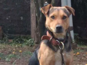 Cachorro raça Mistura  idade 2 anos nome Dog