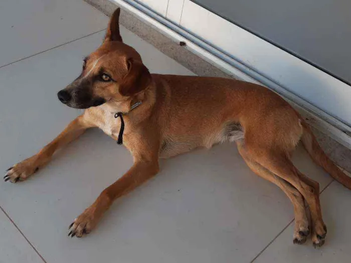 Cachorro ra a SRD idade 1 ano nome Suri