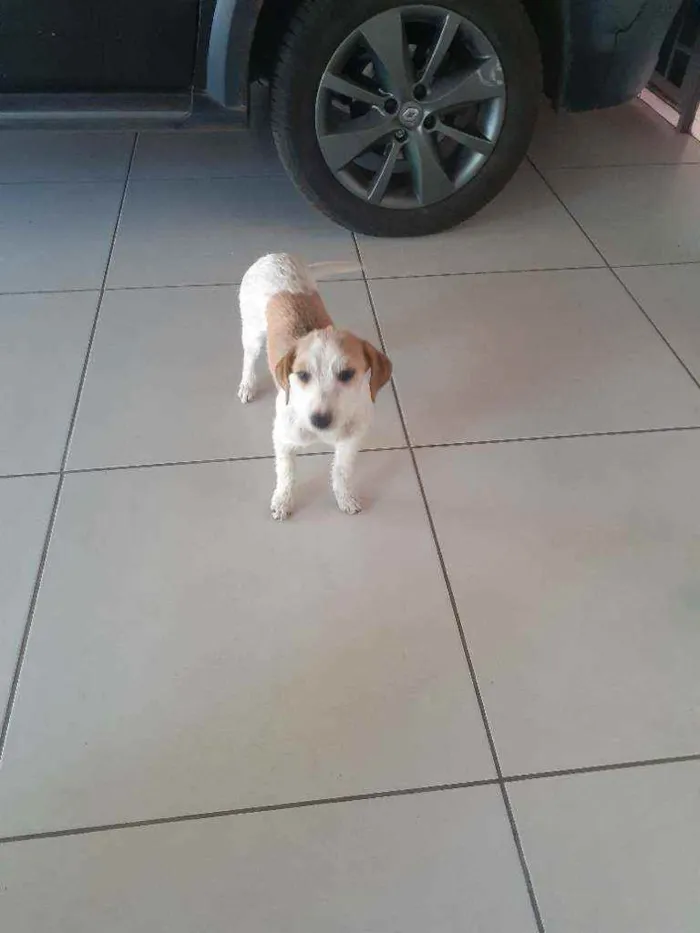 Cachorro ra a SRD idade 2 a 6 meses nome Tita e Madona