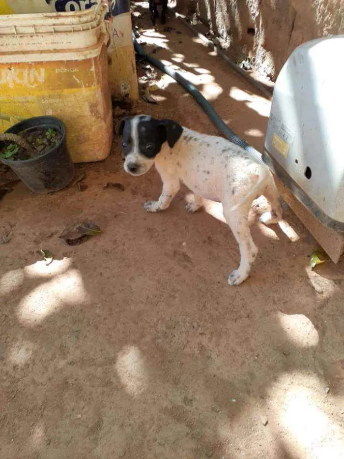 Cachorro ra a Não sei a raça, misturada idade 2 a 6 meses nome Sem nome