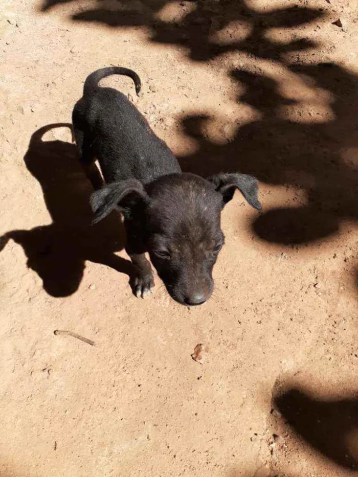 Cachorro ra a Não sei a raça, misturada idade 2 a 6 meses nome Sem nome