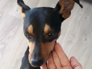 Cachorro raça pincher grande idade  nome sem nome