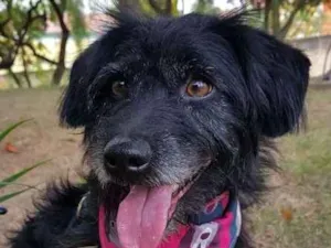 Cachorro raça srd idade 3 anos nome Theo