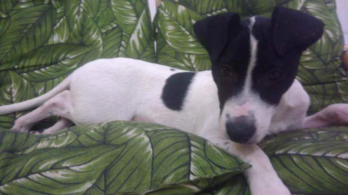 Cachorro ra a Srd idêntico ao fox paulistinh idade 2 a 6 meses nome Ozzy