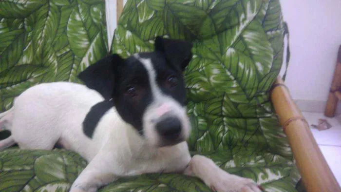 Cachorro ra a Srd idêntico ao fox paulistinh idade 2 a 6 meses nome Ozzy