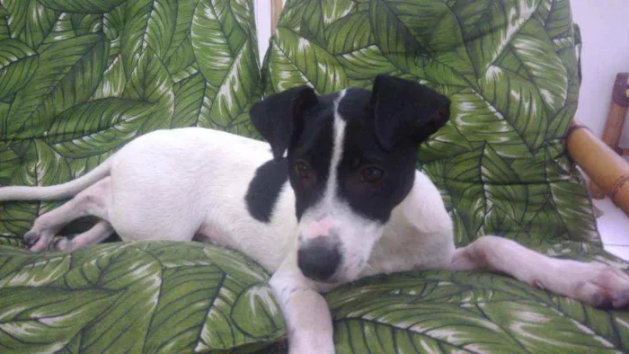Cachorro ra a Srd idêntico ao fox paulistinh idade 2 a 6 meses nome Ozzy