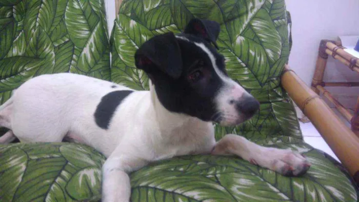 Cachorro ra a Srd idêntico ao fox paulistinh idade 2 a 6 meses nome Ozzy