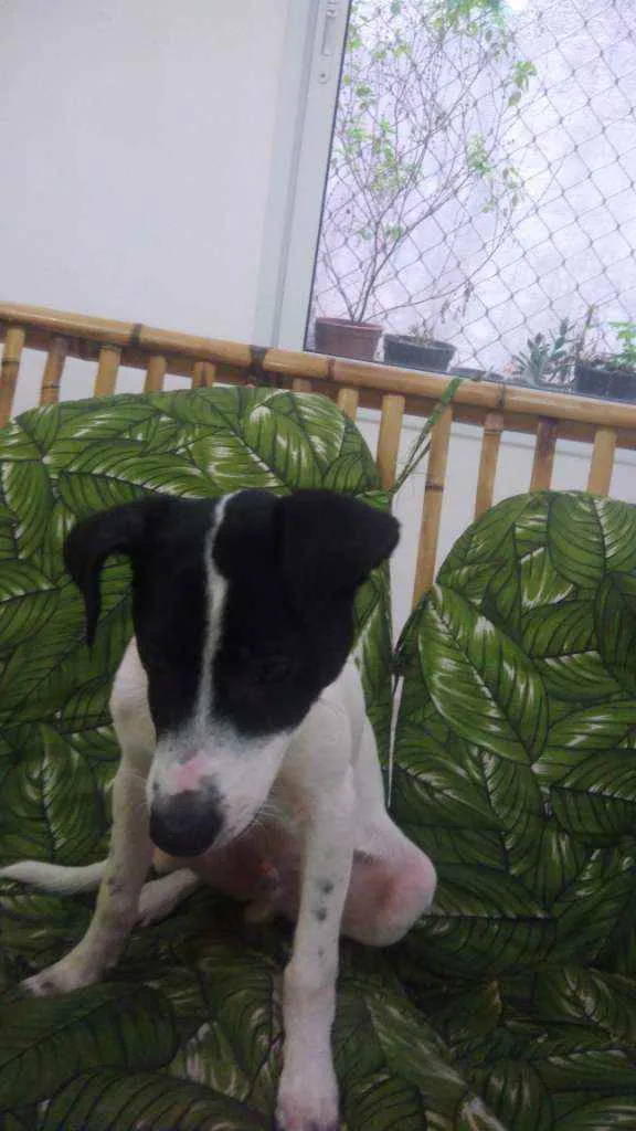 Cachorro ra a Srd idêntico ao fox paulistinh idade 2 a 6 meses nome Ozzy