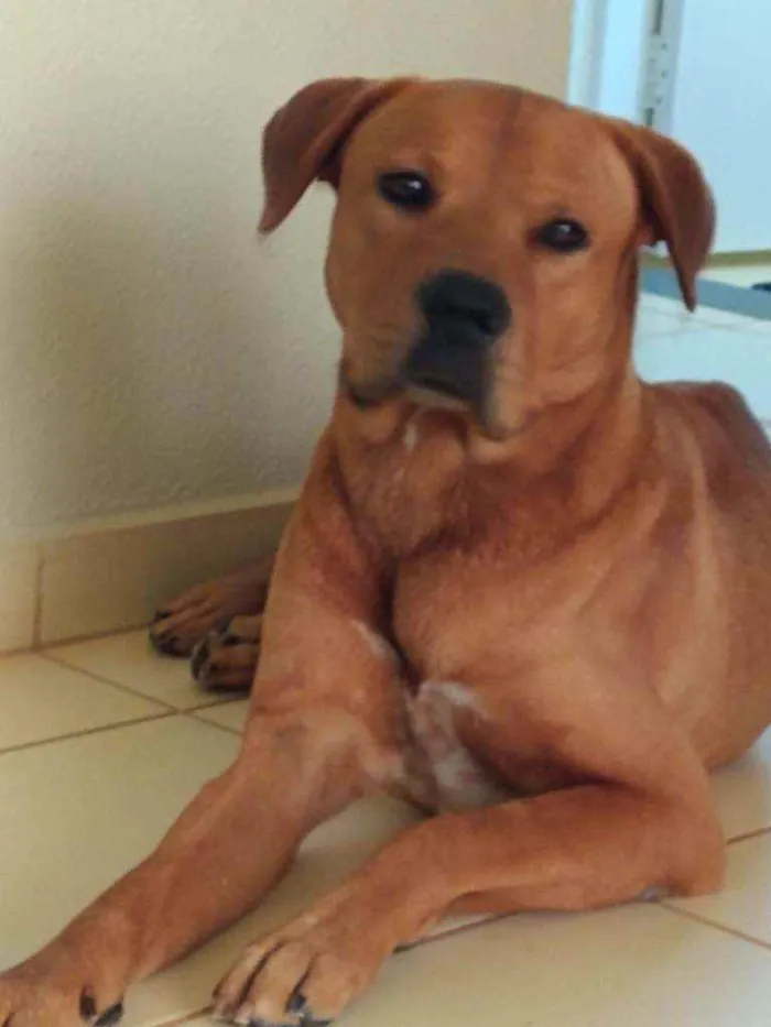 Cachorro ra a indefinição  idade 3 anos nome thor