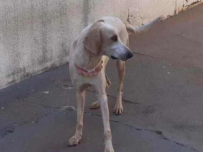 Cachorro ra a Foxhound americano idade 2 anos nome Kiara